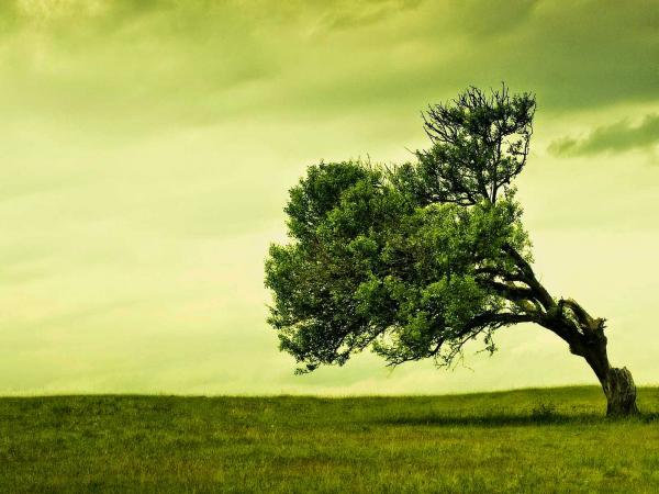 Vento tra gli alberi Albero inclinato